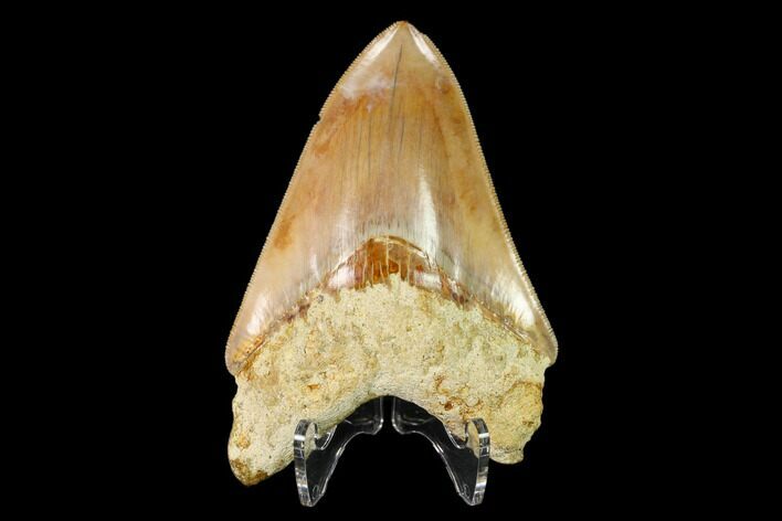Serrated, Fossil Megalodon Tooth - Indonesia #148150
